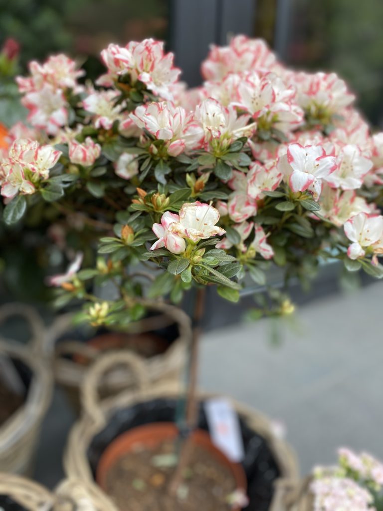 Azalea flower