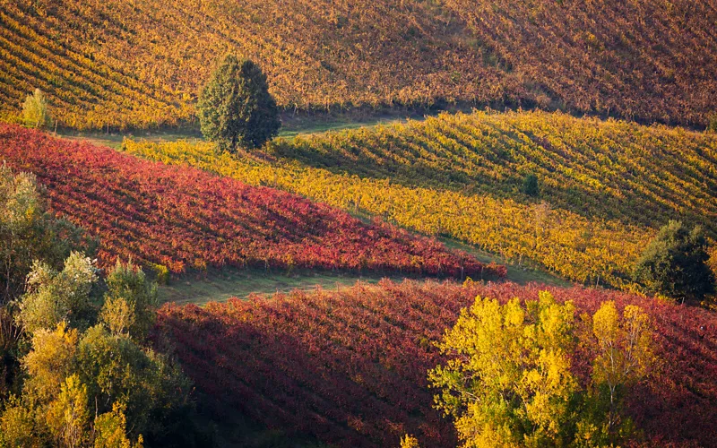 Emilia-Romagna: 5 Food and Wine Experiences - Italia.it